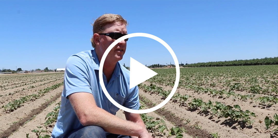 Farm To Family Sweet Potato Donor